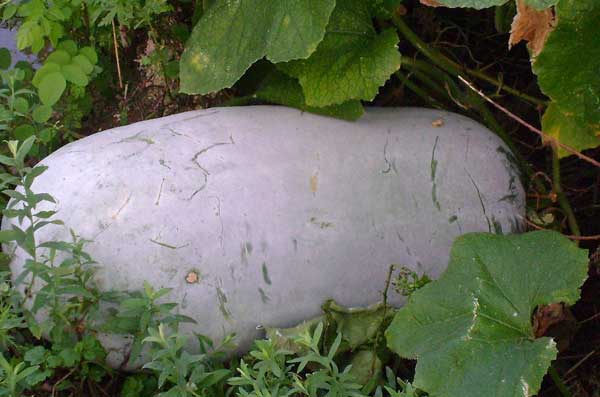 完整的冬瓜可以放冰箱吗,完整的冬瓜如何长期保存