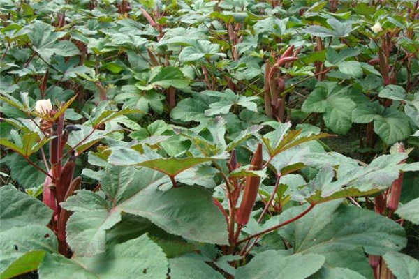 红秋葵有什么营养价值呢,红秋葵能生吃吗