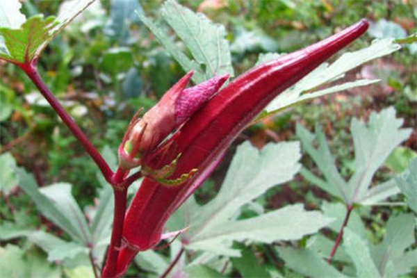 红秋葵有什么营养价值呢,红秋葵能生吃吗