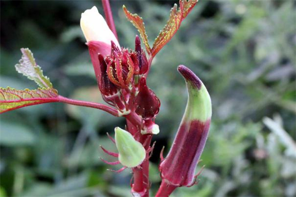 孕妇可以吃红秋葵吗,孕妇吃红秋葵对胎儿好吗