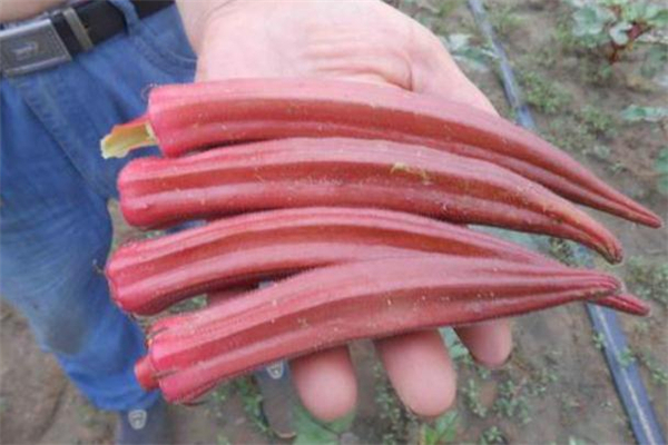 孕妇可以吃红秋葵吗,孕妇吃红秋葵对胎儿好吗