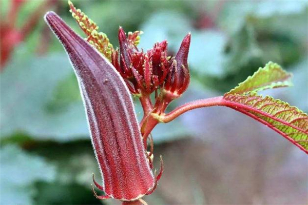 孕妇可以吃红秋葵吗,孕妇吃红秋葵对胎儿好吗