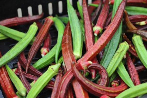 红秋葵和绿秋葵的区别,红秋葵和绿秋葵可以一起吃吗