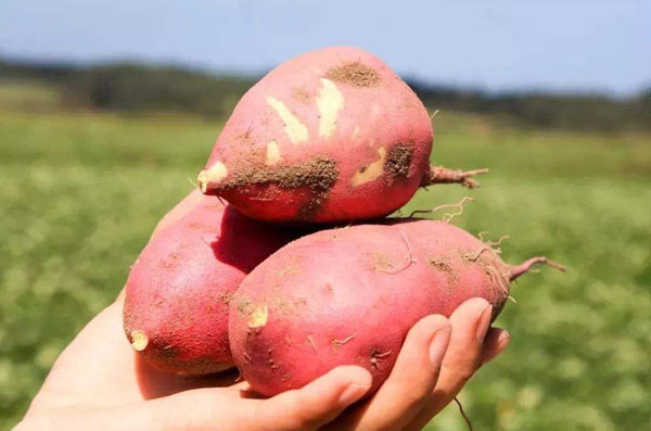 豆浆可以跟红薯同食吗,豆浆怎么和红薯一起吃