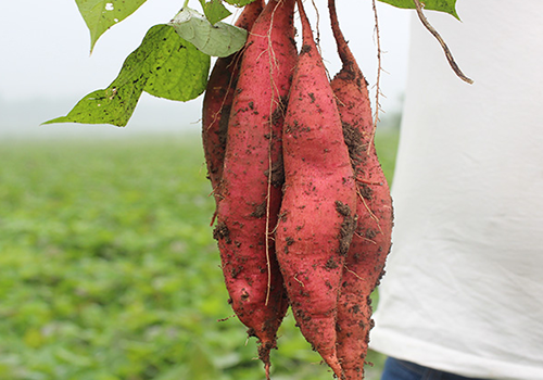 红薯能和佛手瓜一起吃吗，佛手和什么一起吃好