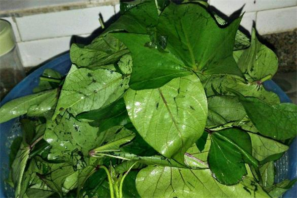 红薯叶吃了好吗,红薯叶有什么好处呢