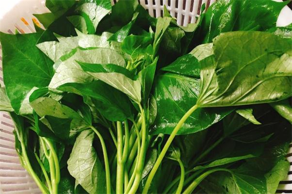 红薯叶怎么保存,红薯叶可以放多久