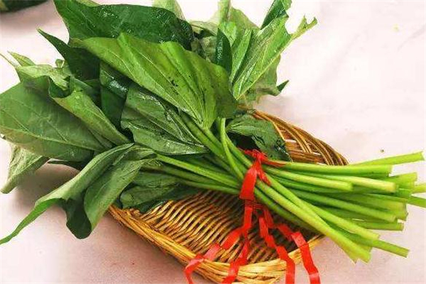 红薯叶怎么保存,红薯叶可以放多久