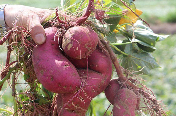 吃红薯对血糖有影响吗,血糖偏高能吃红薯吗