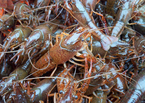 活的小龙虾怎么保存,活虾保存过夜方法