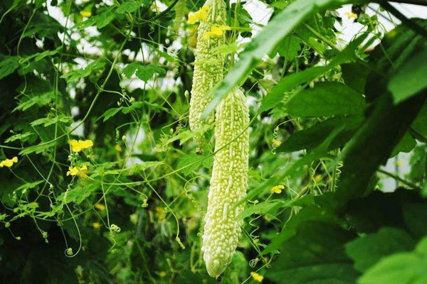 苦瓜变黄了还能吃吗,苦瓜放久了能吃吗