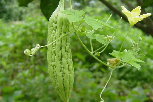 苦瓜放冰箱可以放几天,苦瓜常温可以放几天