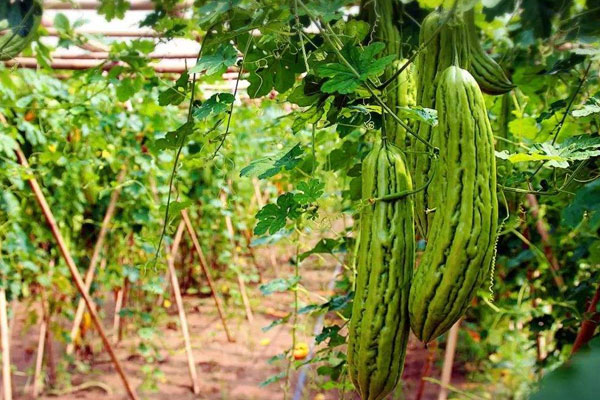 苦瓜熟透了是甜的吗,苦瓜老了红了怎么吃