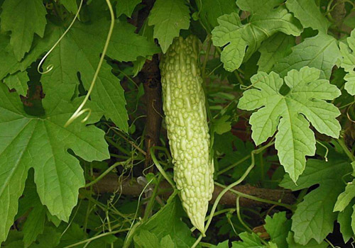 苦瓜有减肥的作用吗,生吃苦瓜可以减肥吗