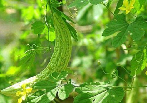 决明子和苦瓜能泡水吗,苦瓜和决明子怎么泡茶