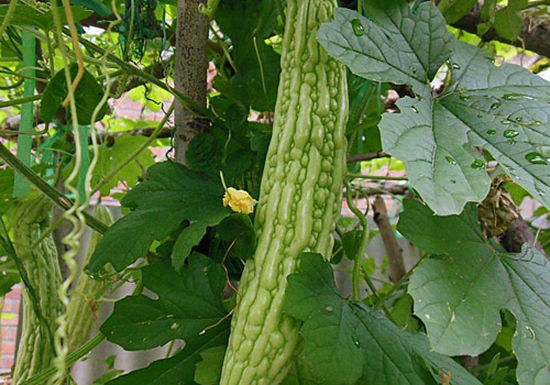 苦瓜和牛肉能一起吃吗,苦瓜和牛肉怎么一起吃