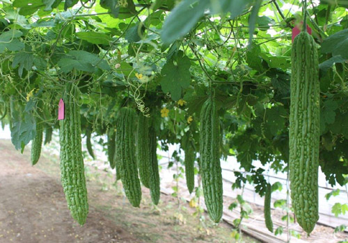 苦瓜和猪肝一起炒吗,猪肝炒苦瓜怎么做好吃