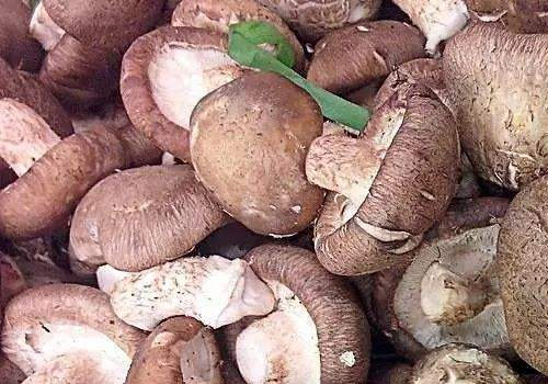 香菇能和空心菜一起吃吗,香菇和空心菜一起吃怎么吃