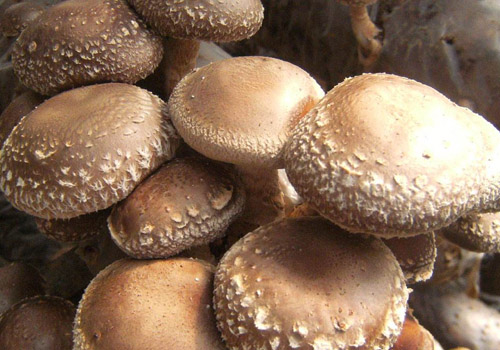 怎么泡发干香菇,香菇用冷水泡还是热水泡