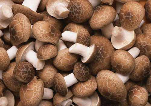 洋葱和香菇能一起吃吗,洋葱炒香菇的做法