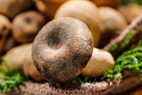 花胶能和香菇一起炖吗,花胶和香菇吃多少合适