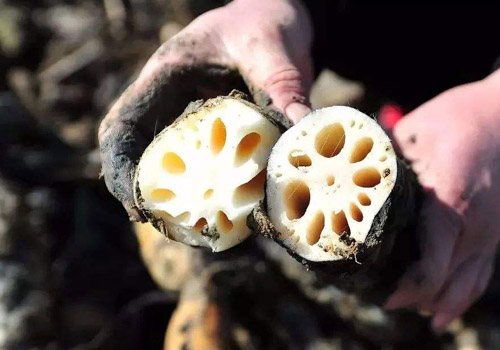 莲藕怎么做才粉,怎么鉴别粉藕和脆藕