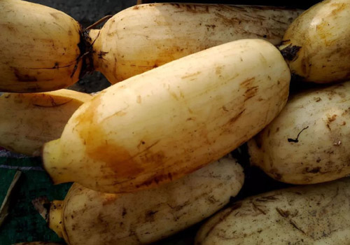 莲藕生吃还是熟吃好,生莲藕汁有什么好处