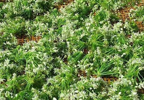 韭菜花的3种家常腌制方法