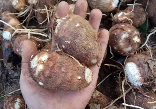 芋头的保存温度是多少,新鲜芋头怎么保存时间长