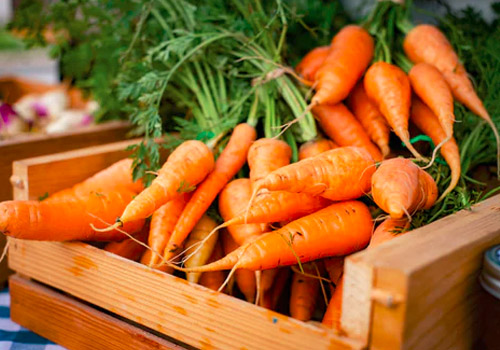 胡萝卜长出白色芽还能吃吗,白萝卜有白须了能吃吗