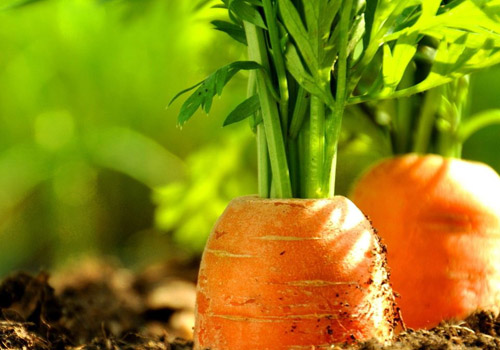 胡萝卜发霉了还能吃吗,胡萝卜中间发黑还能吃吗