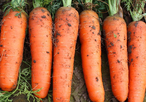 胡萝卜汁喝多了会怎么样,胡萝卜汁喝多少比较好