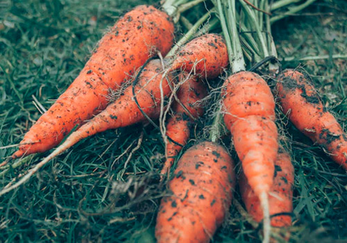 莴笋和胡萝卜可以一起炒吗,莴笋胡萝卜一起炒有什么好处