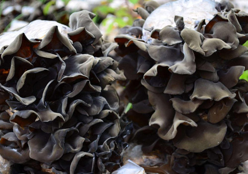 常吃木耳的好处是什么,木耳一天吃多少合适