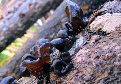 木耳长时间泡着还能吃吗,木耳泡多长时间吃最好