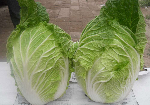 荠菜和白菜能一起吃吗,荠菜和白菜一起吃有什么好处