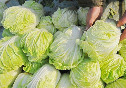 白菜含有什么营养成分,白菜搭配什么菜好