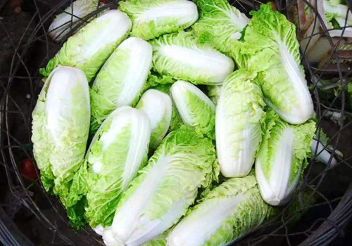 白菜含有什么营养成分,白菜搭配什么菜好