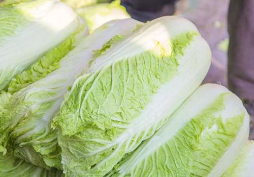 白菜含有什么营养成分,白菜搭配什么菜好