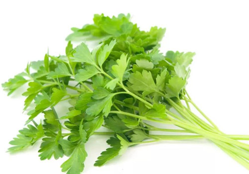 香菜怎么保存新鲜不烂,香菜放冰箱里冻了还能吃吗
