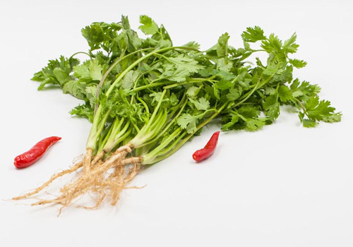 香菜可以直接放冰箱冷藏吗,香菜放冰箱冷藏可以保存多久