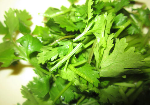 香菜可以直接放冰箱冷藏吗,香菜放冰箱冷藏可以保存多久