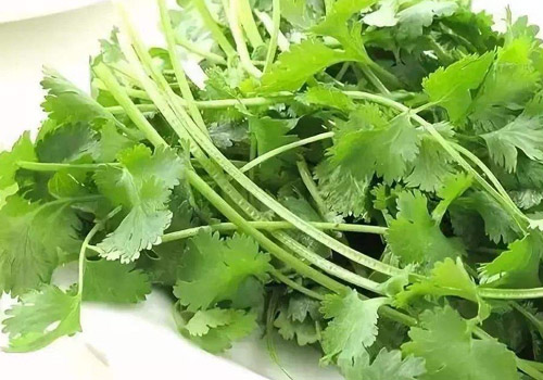 水煮香菜可以减肥吗,香菜减肥怎么吃最好