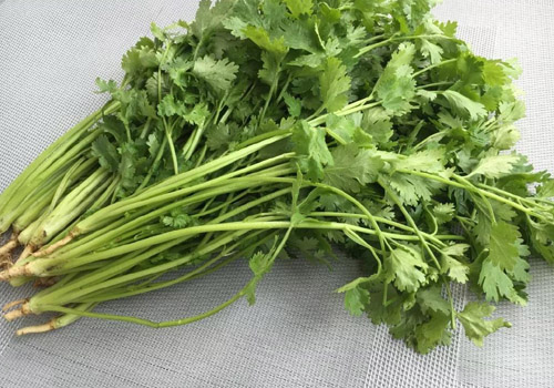 香菜怎么保存新鲜不烂,香菜如何晒干长期保存