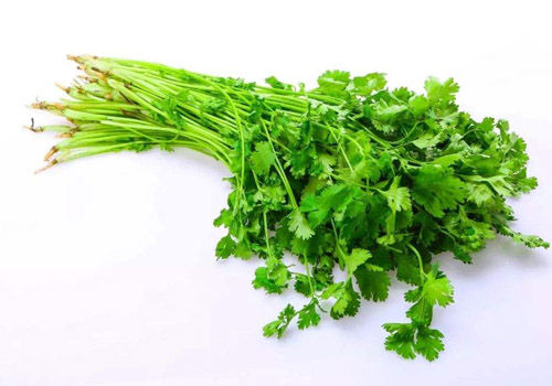 生吃香菜好还是熟吃好,新鲜香菜能放多长时间
