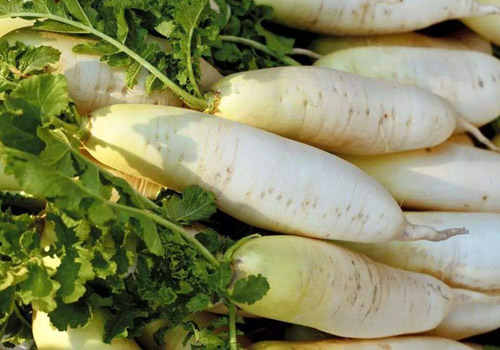 花胶能和萝卜一起炖吗,花胶炖萝卜的做法