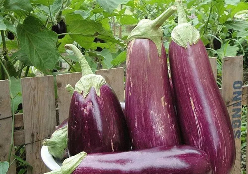 茄子有点烂了可以吃吗,茄子怎么判断坏没坏