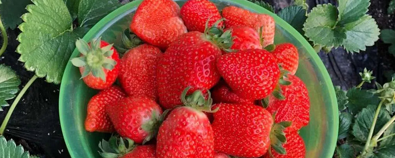 吃虾后多久可以吃草莓,草莓和虾一起吃有什么后果